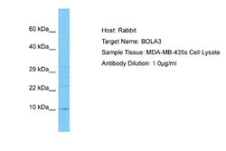 BOLA3 Rabbit anti-Human, Polyclonal, Novus Biologicals 0.1 mL | Buy Online | Novus Biologicals | Fisher Scientific